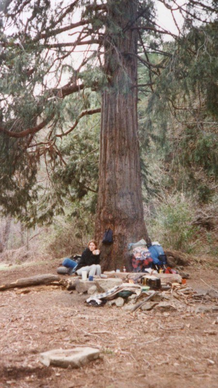 Sneaking Past Humbaba: The Cedars of the Southern Los Padres